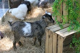 Ferme-pedagogique-jpc-juin-2019 (1)